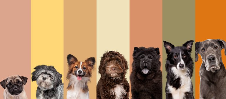 Bildcollage verschiedener Hunderassen. (Foto: IMAGO, IMAGO / Shotshop)