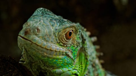 Portrait eines grünen Leguans. (Foto: imago images, IMAGO / YAY Images)
