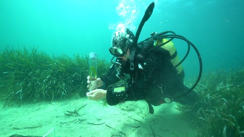 Taucher sammelt Seegras-Probe am Meeresgrund. (Foto: SWR, SWR/Florian Guthknecht)