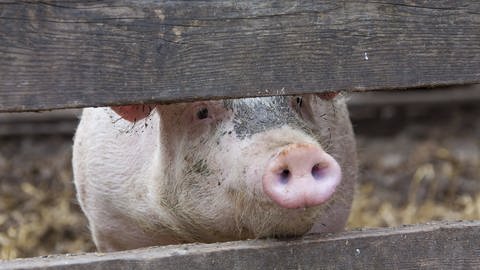 Schweine können Viren übertragen. (Foto: IMAGO, imago images/Ardea)
