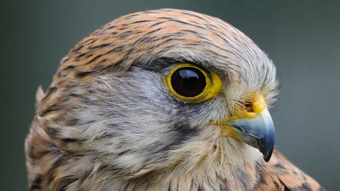 Nahaufnahme Auge eines Greifvogels: Wie weit können Vögel sehen? (Foto: IMAGO, IMAGO / R. Kistowski/wunderbare-Erde)