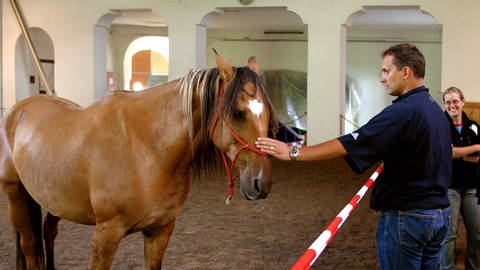 Pferde-Therapie für Manager - Der Umgang mit Tieren soll Führungskräfte zu verständnisvolleren Vorgesetzten machen (Foto: IMAGO, IMAGO / HRSchulz)