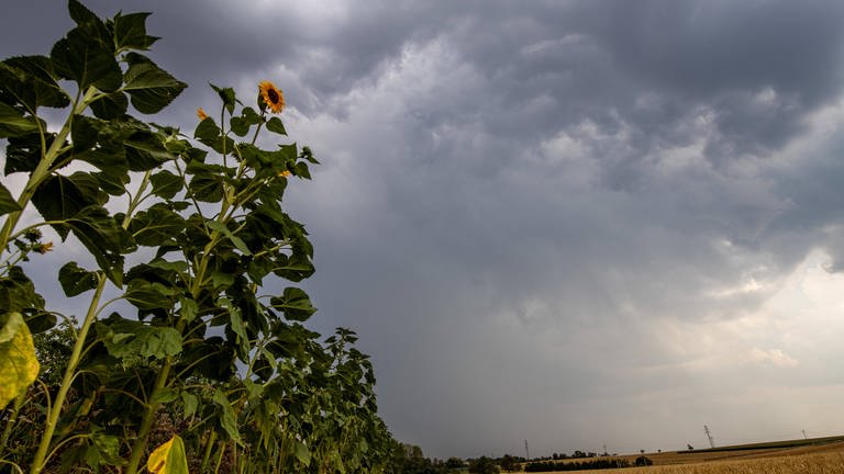 Gewitter über Feld mit Sonnenblumen (Foto: IMAGO, Jan Eifert via www.imago-images.de)