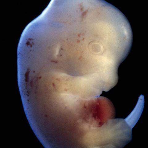 Embryo einer Ratte (Foto: dpa Bildfunk, dpa Bildfunk -)