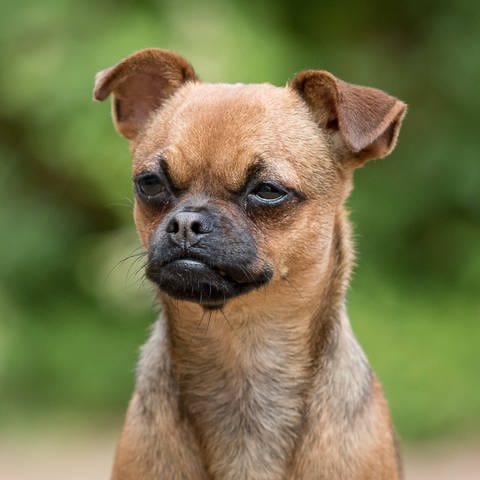 Ein Hund schaut sehr konzentriert zur Seite