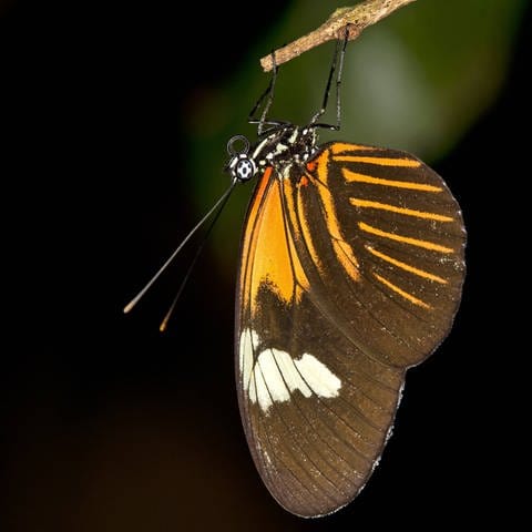 Tropischer Schmetterling "Heliconius erato" aus der Familie der Edelfalter (Foto: IMAGO, imago stock&people)