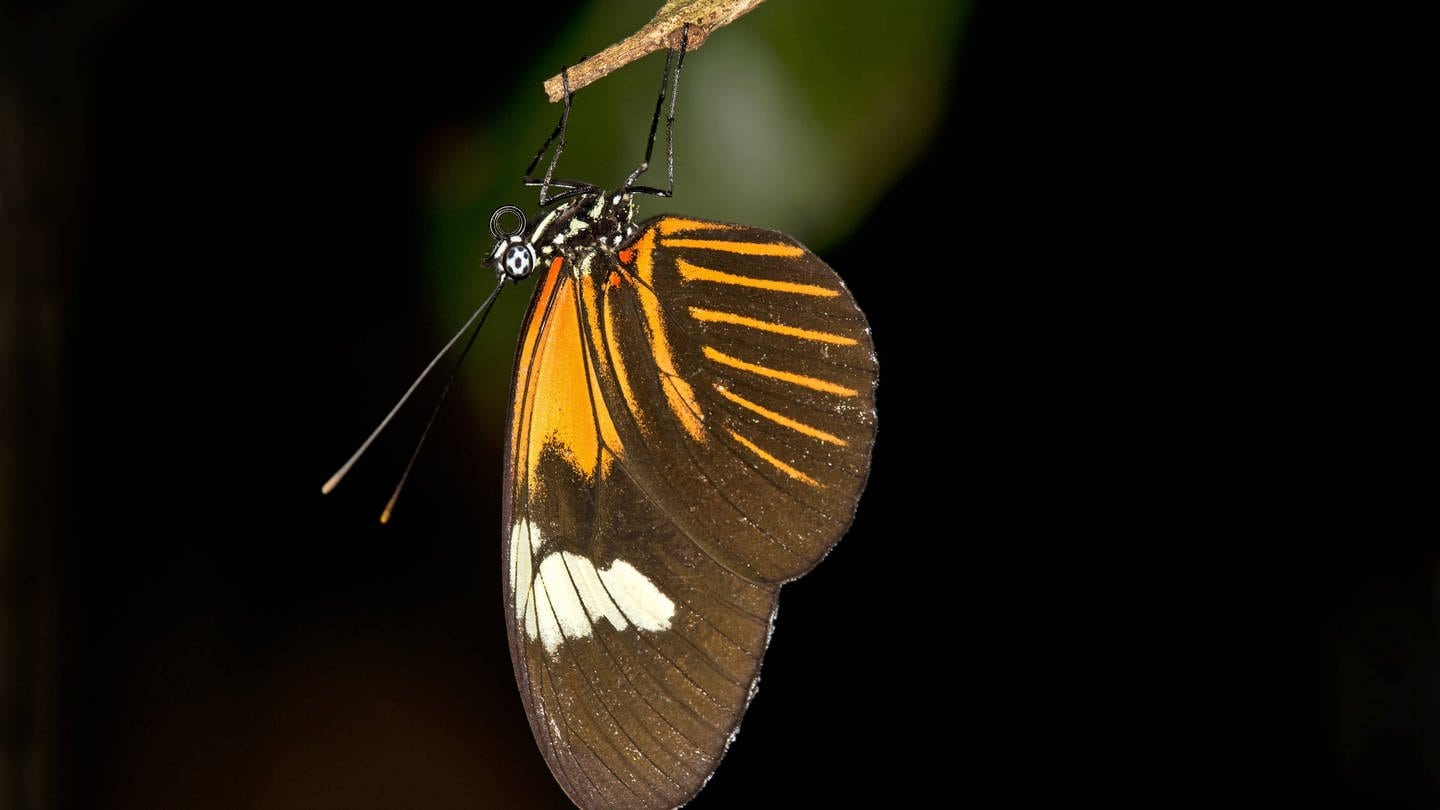 Tropischer Schmetterling 