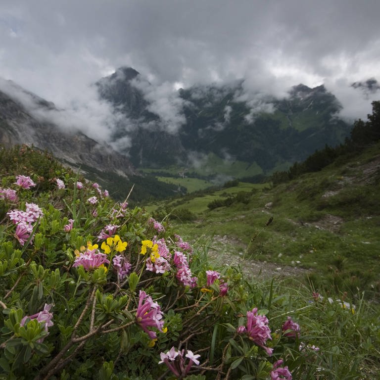 Blumen vor einem Bergpanorama in Liechtenstein (Foto: IMAGO, imago images / Nature Picture Library)