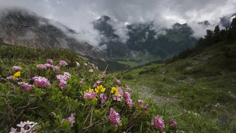 Blumen vor einem Bergpanorama in Liechtenstein (Foto: IMAGO, imago images / Nature Picture Library)