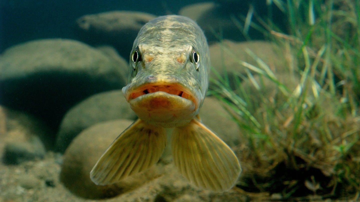 Ein Knochenfisch, der als Raubfisch in Süßgewässern lebt, schaut in die Kamera (Foto: IMAGO, imageBROKER/Christian GUY via www.imago-images.de)