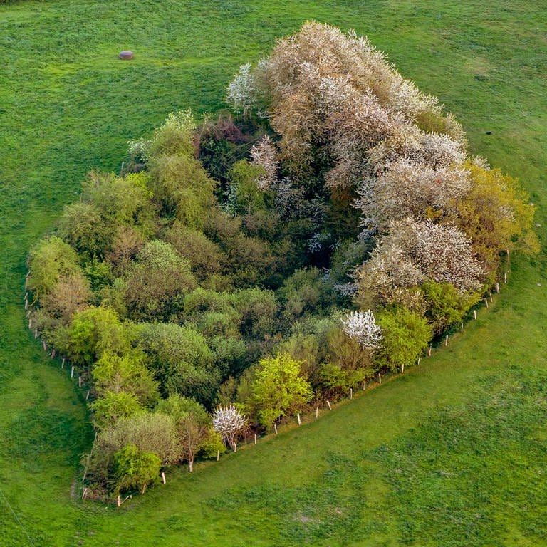 Blühender Hain auf einer Wiese