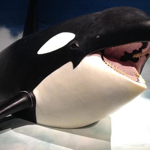 lebensgroße Modell eines Orcas (Foto: SWR, SWR -)
