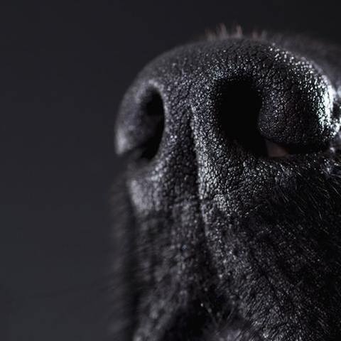 Hundenase (Foto: Getty Images, Thinkstock -)