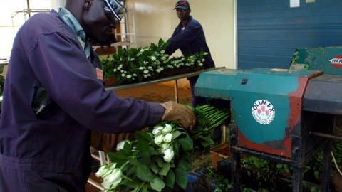 Durch Corona ist die Nachfrage nach Schnittblumen deutlich gesunken. Das bekommen auch die Mitarbeiter*innen der Branche im Ausland, wie hier in Kenia, zu spüren. (Foto: IMAGO, imago/Xinhua)