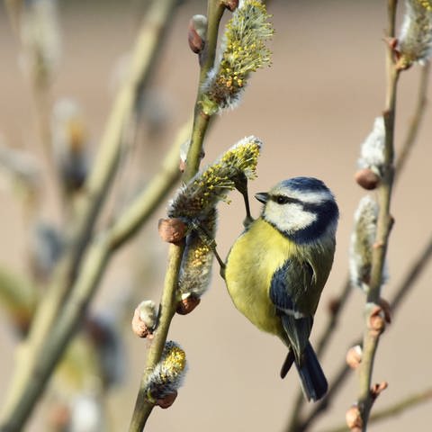 Blaumeise an blühender Weide: Haben Vögel im Frühling mehr Hunger als im Winter? (Foto: IMAGO, IMAGO / Ukrinform)