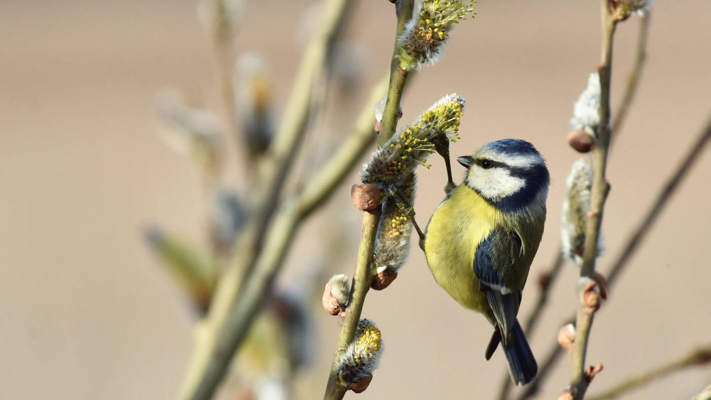 Blaumeise an blühender Weide: Haben Vögel im Frühling mehr Hunger als im Winter?