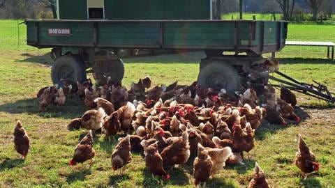 Hühner in Freilandhaltung: Ist so ein vegetarischer Burger aus den USA umweltfreundlicher als das Huhn vom Biobauern aus dem Nachbardorf? (Foto: IMAGO, IMAGO / Martin Wagner)