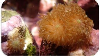 Korallen (Foto: Die Steinkorallen wurden aus Australien importiert und die haben sich im Aquarium von Nietzer und seinem Team so wohl gefühlt, dass es mit dem Massenablaichen geklappt hat. )