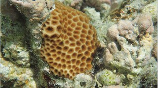 Korallen brauchen optimale Bedingungen, um sich fortpflanzen zu können.(leptastrea purpurea adult guam) (Foto: IMAGO, https://uol.de/icbm/umweltbiochemie/mitarbeiter/samuel-nietzer)