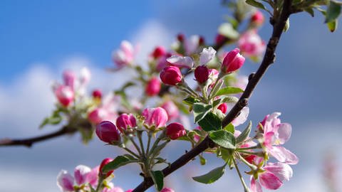 Apfelblüten (Foto: IMAGO, IMAGO / Markus Tischler)