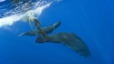 Ein Wal scheidet Exkremente aus. (Foto: IMAGO, Imago/OceanPhoto)
