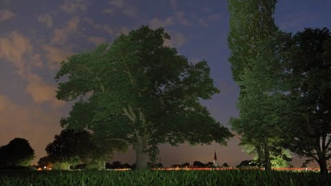 Bäume wachsen nachts. (Foto: IMAGO, imago images/blickwinkel)