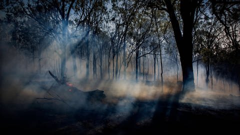 Verrauchter Wald nach Feuer (Foto: IMAGO, Cavan Images via www.imago-images.de)
