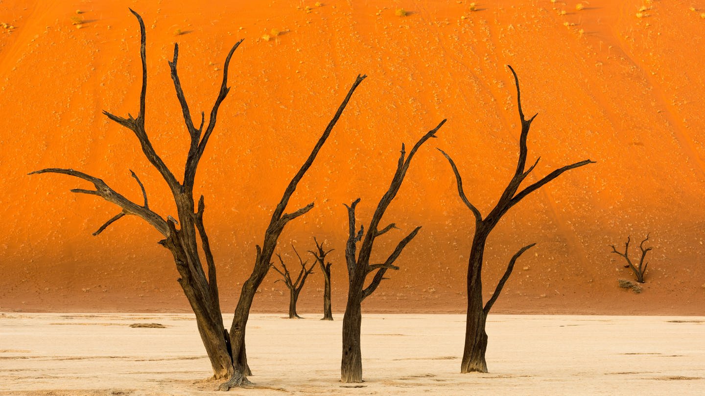 Namibische Wüste mit verdorrten Bäumen (Foto: IMAGO, Cavan Images via www.imago-images.de)