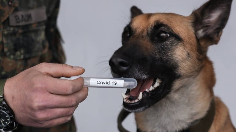 Ein Schäferhund riecht an einem Reagenzglas mit der Beschriftung "Covid-19". (Foto: IMAGO, IMAGO / localpic)
