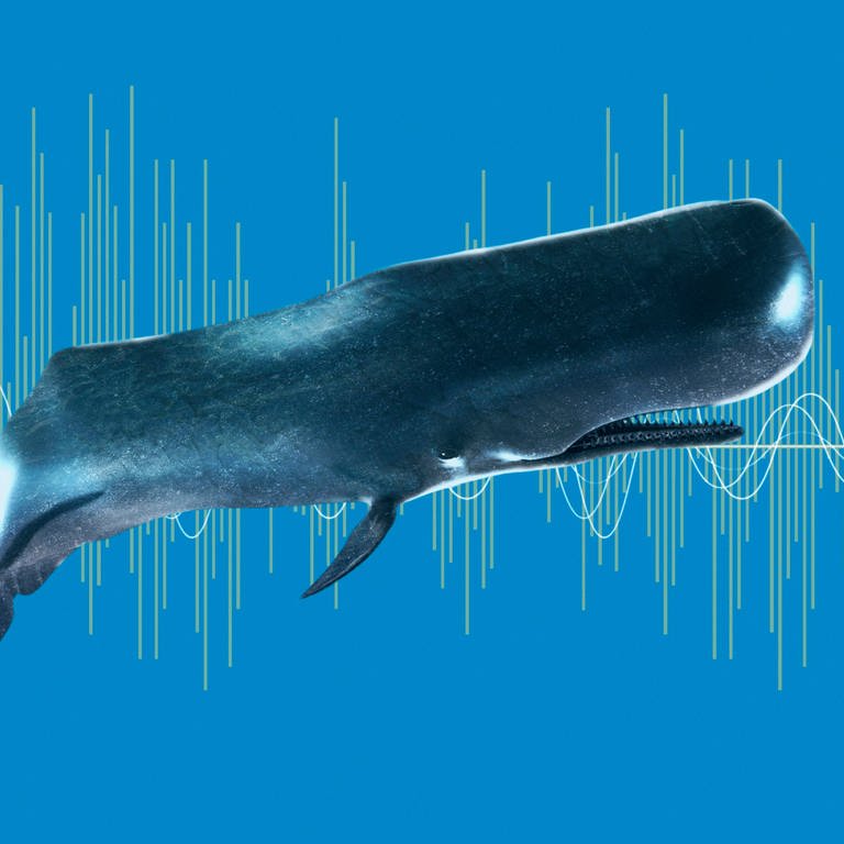 Ein Wal vor einem Frequenzband.