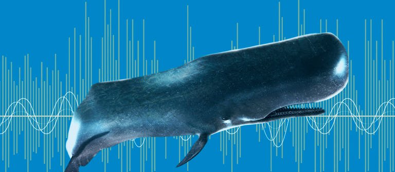 Ein Wal vor einem Frequenzband. (Foto: IMAGO, imago images/Science Photo Library)