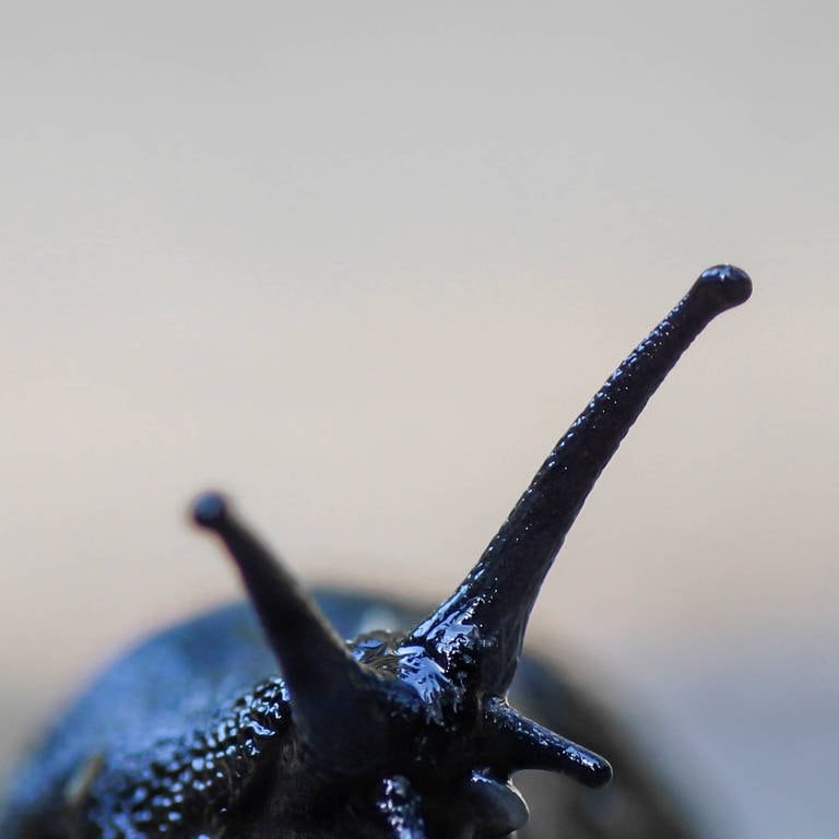 Fühler einer schwarzen Nacktschnecke in einer fotografischen Makroaufnahme (Foto: IMAGO, Allegra47 / Photocase)