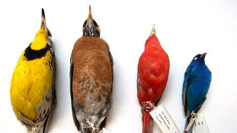 52 unterschiedliche Vogelarten hat Dave Willard bislang im Einzugsbereich des Kongresszentrums gefunden.  (Foto: Pressestelle, Field Museum, Michigan)