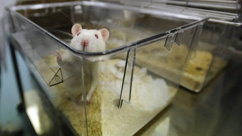 Weiße Maus in Versuchskasten. (Foto: IMAGO, IMAGO / CTK Photo)
