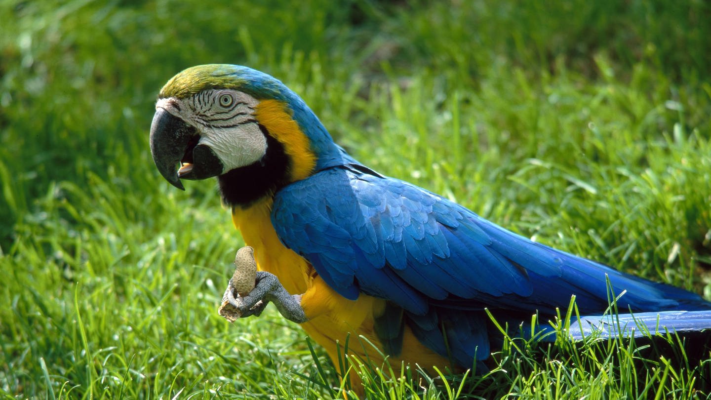 Papagei isst Nuss (Foto: IMAGO, imago/Harald Lange)