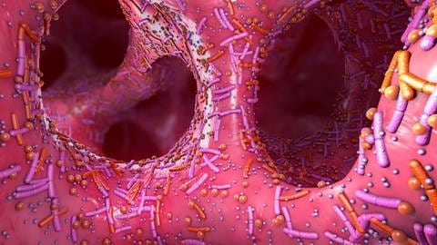 Animation des Darminneren mit verschiedenen Bakterienarten. (Foto: IMAGO, IMAGO / Science Photo Library)