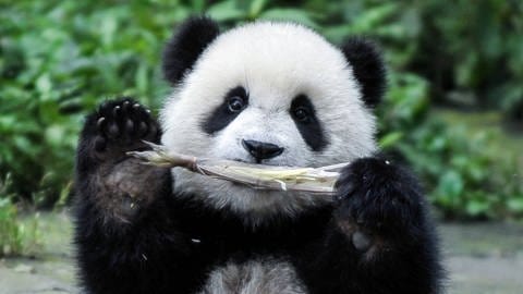 Pandababy isst Bambussprosse. (Foto: IMAGO,  imago/Xinhua)