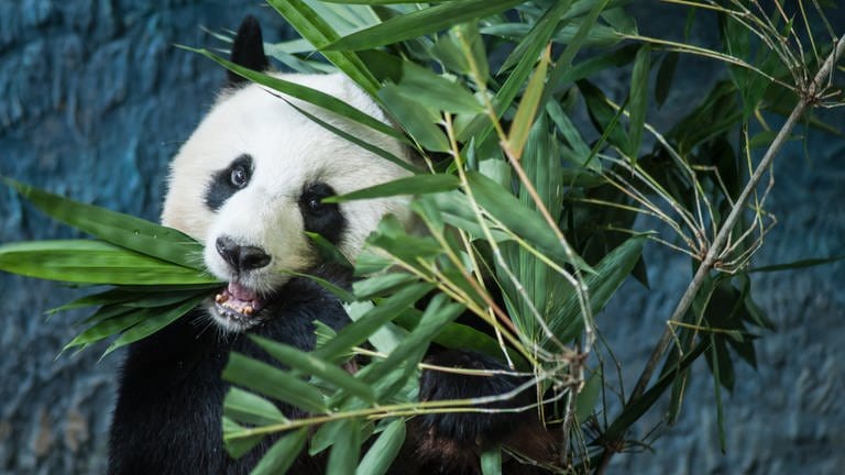 in Pandabär frisst Bambusblätter. (Foto: IMAGO, IMAGO / agefotostock)