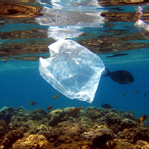 Eine Plastiktüte schwimmt im Ozean über einem Korallenriff.