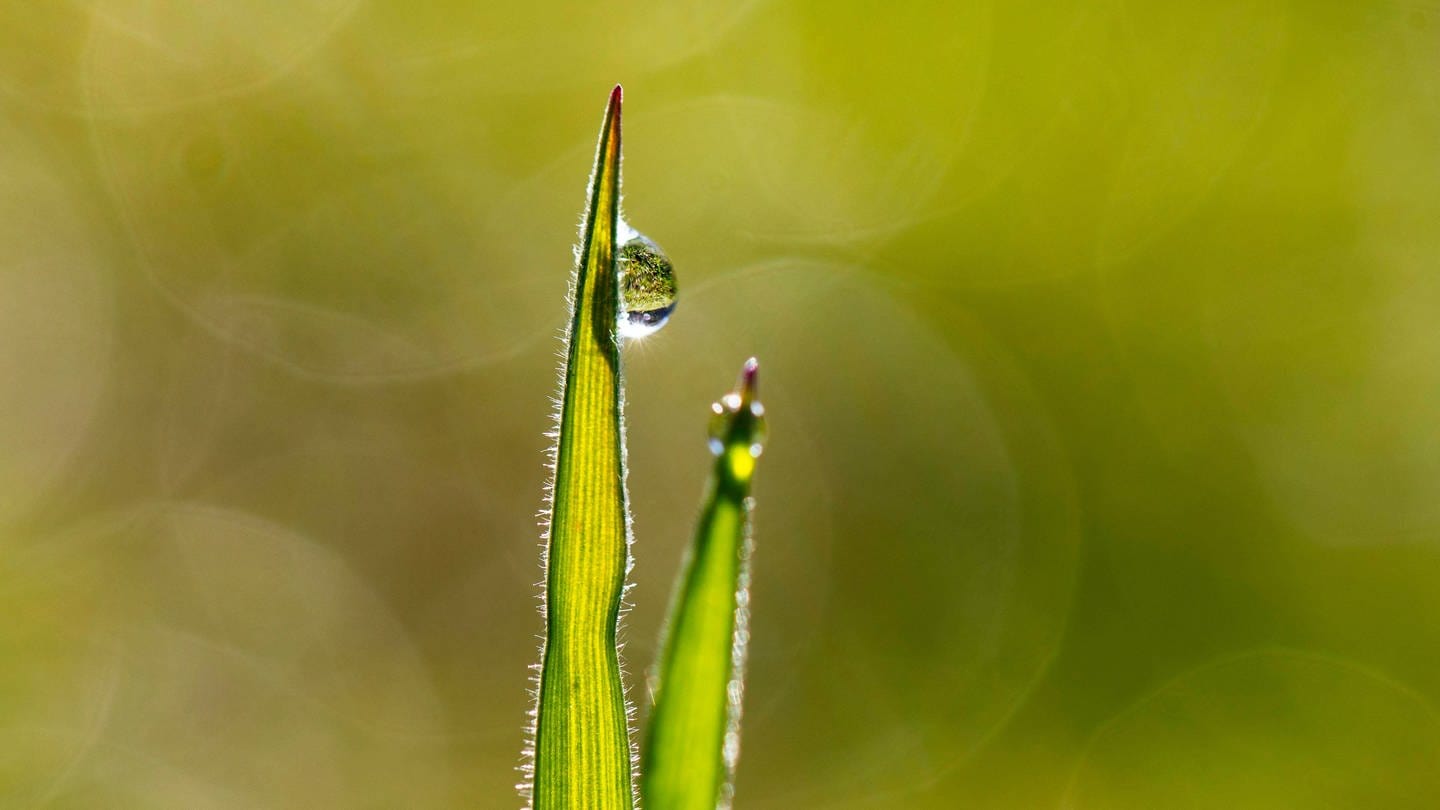 Warum bleiben Tautropfen an der Grasspitze hängen? (Foto: IMAGO, IMAGO / imagebroker)