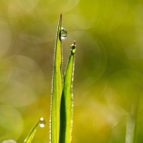 Warum bleiben Tautropfen an der Grasspitze hängen? (Foto: IMAGO, IMAGO / imagebroker)