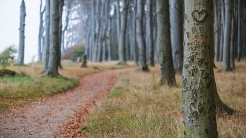 Herz eingeritzt in Rinde eines Baumes, Wald in Nienhagen. Kämpfen oder kooperieren Bäume miteinander? (Foto: IMAGO, IMAGO / agefotostock)