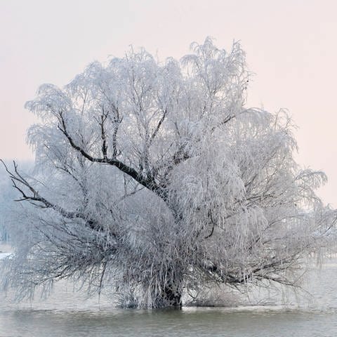 Mit Raureif besetzter Baum: Verschieben sich unsere Winter durch den Klimawandel nach hinten? (Foto: IMAGO, IMAGO / Shotshop)