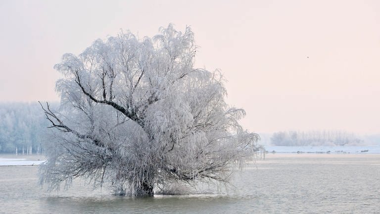 Mit Raureif besetzter Baum: Verschieben sich unsere Winter durch den Klimawandel nach hinten? (Foto: IMAGO, IMAGO / Shotshop)