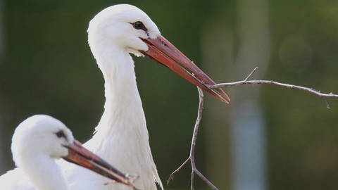 Storch beim Nestbau: Was bedeutet: "da brat mir einer einen Storch"? (Foto: IMAGO, IMAGO / blickwinkel)