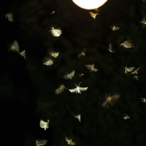 Motten und Licht (Foto: IMAGO, IMAGO / blickwinkel)