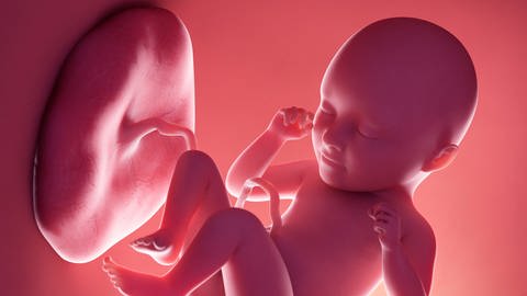 Illustration eines Babys im Mutterleib mit Nabelschnur und Plazenta. (Foto: IMAGO, IMAGO / Science Photo Library)