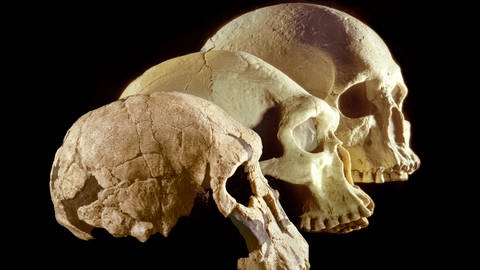 Schädel des homo habilis, homo erectus und homo sapiens. (Foto: IMAGO, IMAGO / agefotostock)