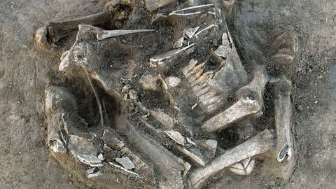 Pferdeknochen in einer prähistorischen Grabstätte. (Foto: IMAGO, IMAGO / Steffen Schellhorn)
