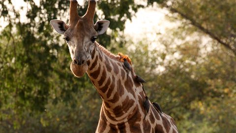 Die Kordofan-Giraffe (Foto: Pressestelle, Fiona MacKay, Pretty Fly Photography)